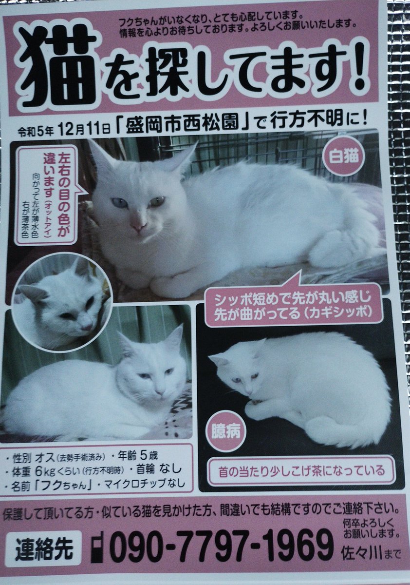 【 #迷子猫 #拡散希望 】
2023年12月11日（月）昼頃
白猫オッドアイ雄去勢済のフク君（5歳）が #盛岡 市西松園の自宅（ベルフまつぞの店西側）から逃走
詳しくは写真から
引越したばかりで土地勘がありません
臆病なので見つけたらフードをあげて当会019-691-1770又はチラシのTELにご連絡お願いします