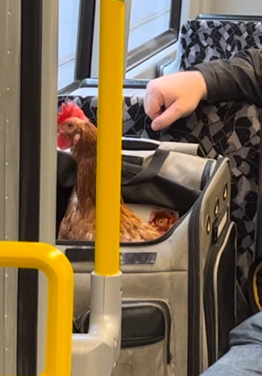 Pawb wedi mwynhau gweld y dyn yn mynd â’i iâr am sbin ar yr U-Bahn bore ma! 🇩🇪 The pupils spotted a man taking his chicken for a spin on the Berlin U-Bahn this morning #Berlin #joio #mfltwitterati
