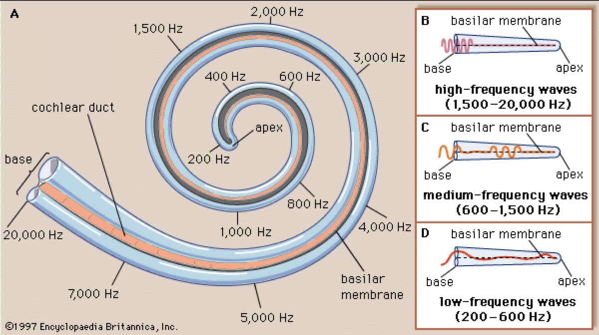 i'll never get over how the cochlea is an analog fourier transform organ