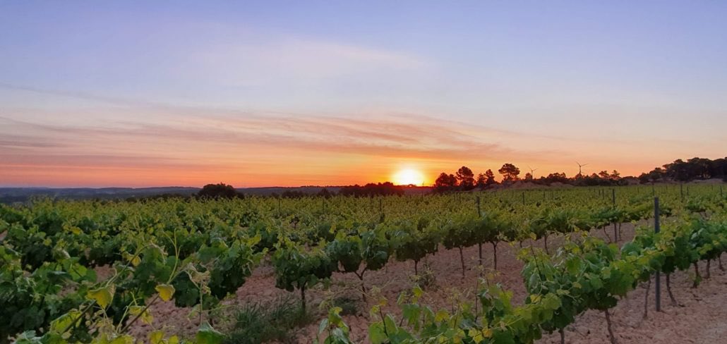 Cellers Tarroné tweet media