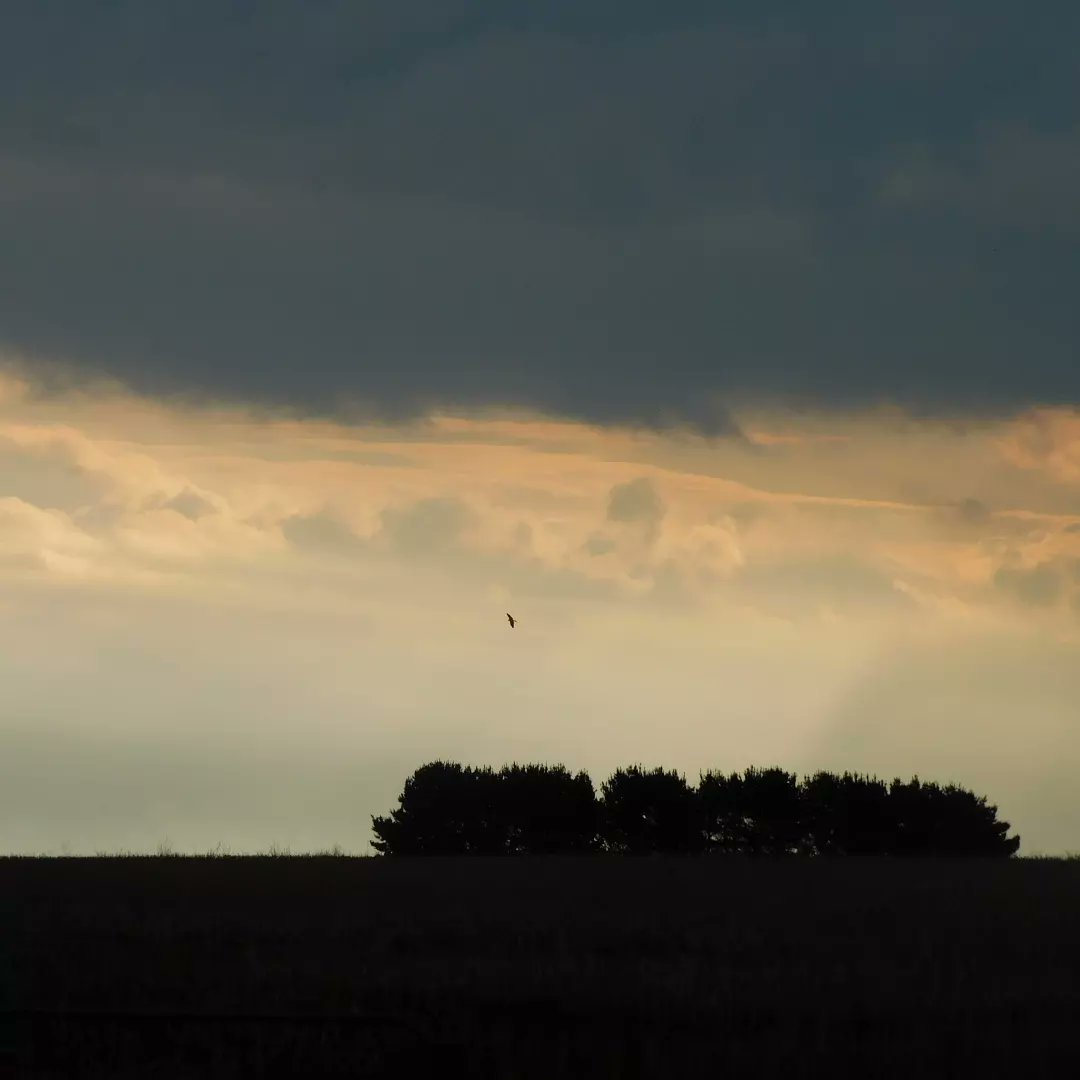 This evening's moody sky and a bird ❤