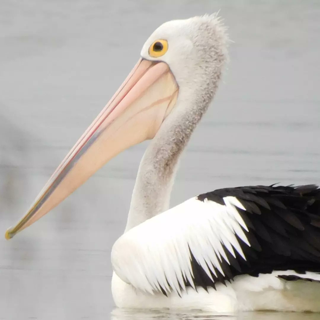 Australian pelican❤