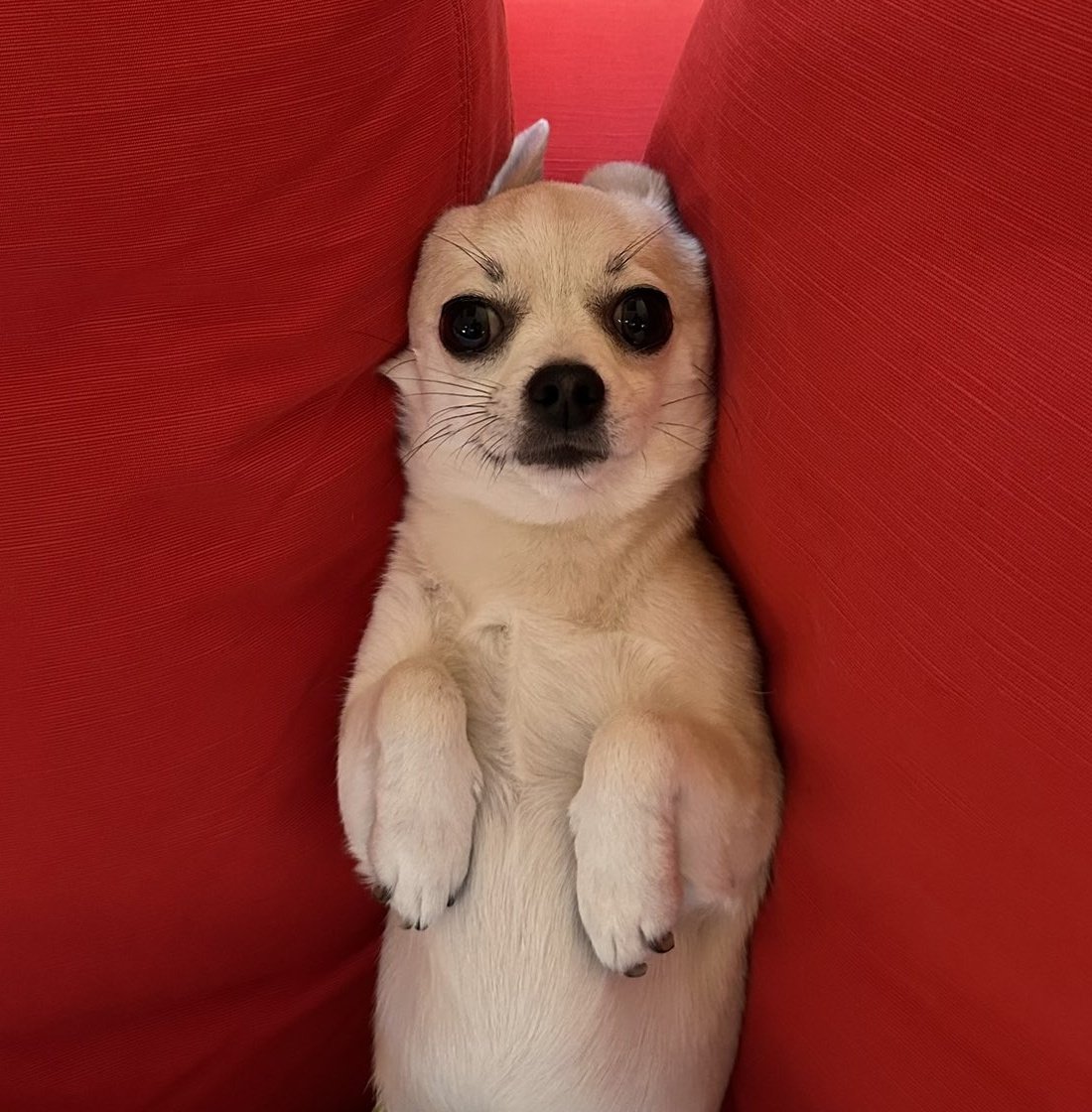 Padama Sim Heon 🟩🧱🇻🇦🇯🇵🇮🇱 tweet media