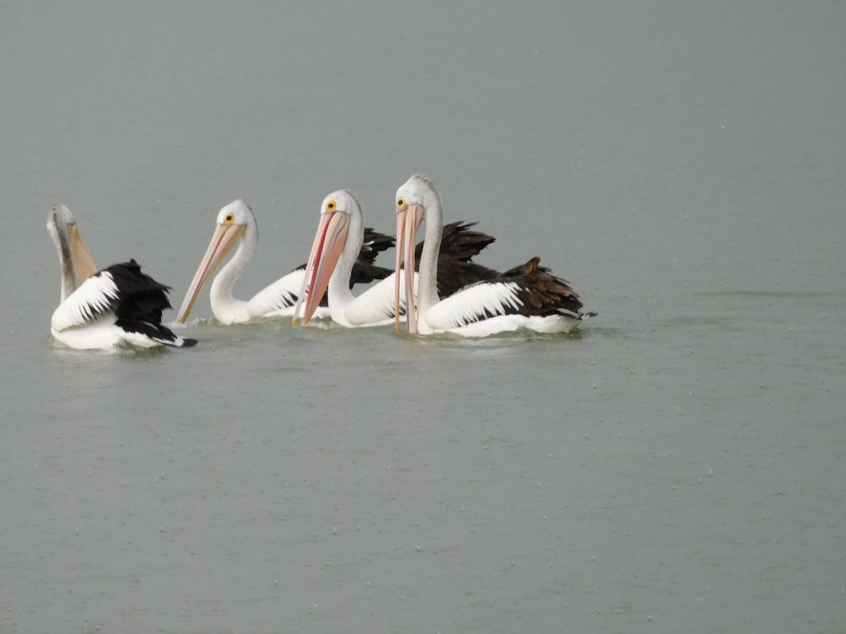 ❤❤❤❤these 4 beauties