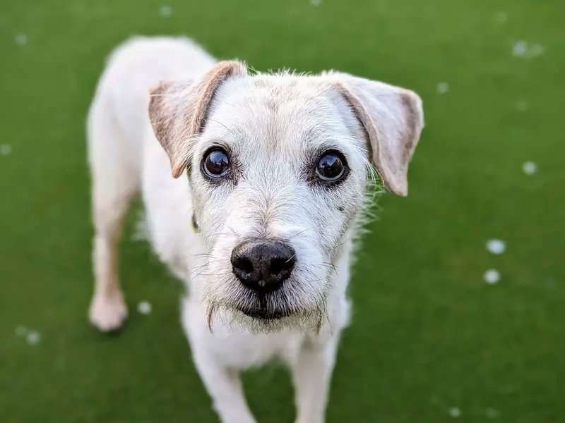 Please retweet to help Patch find a home #CARDIFF #WALES  SPECIAL APPEAL FOR A HOME FOR PATCH, AGED 16!!!  Patch is a 16-year-old Jack Russel Terrier x Welsh Terrier. This sweet old boy would ideally suit a quiet home, where he can enjoy his retirement years in peace. Although he