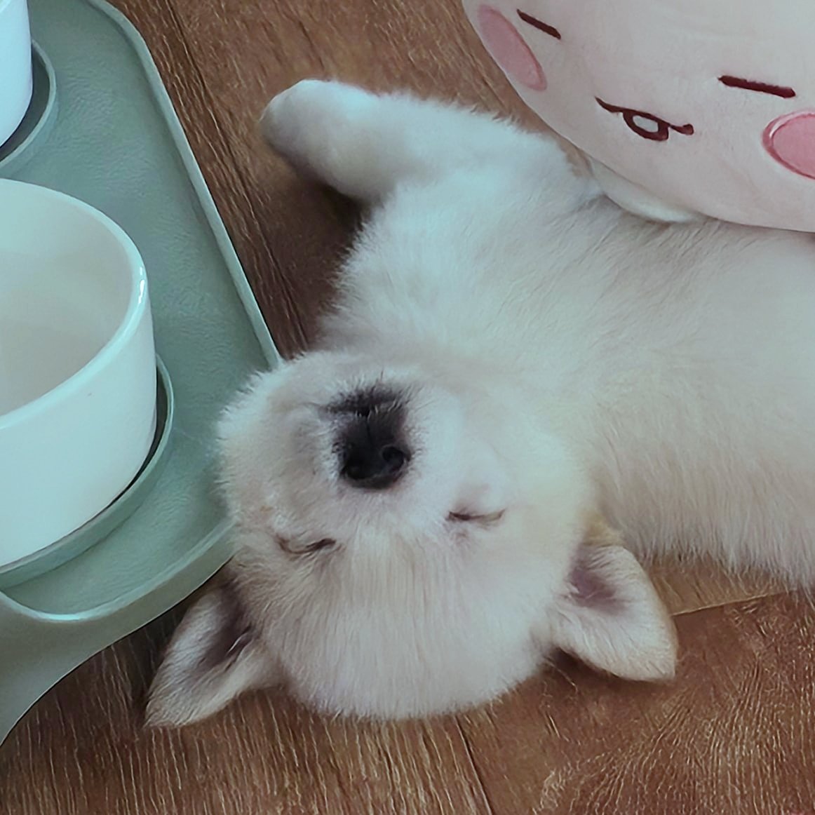새해에 좋은 소식이 있어서 ... ( ^ // ^ )
아기 강아지와 함께 살게 되었답니다 .. 귀엽죵 .. 🩷