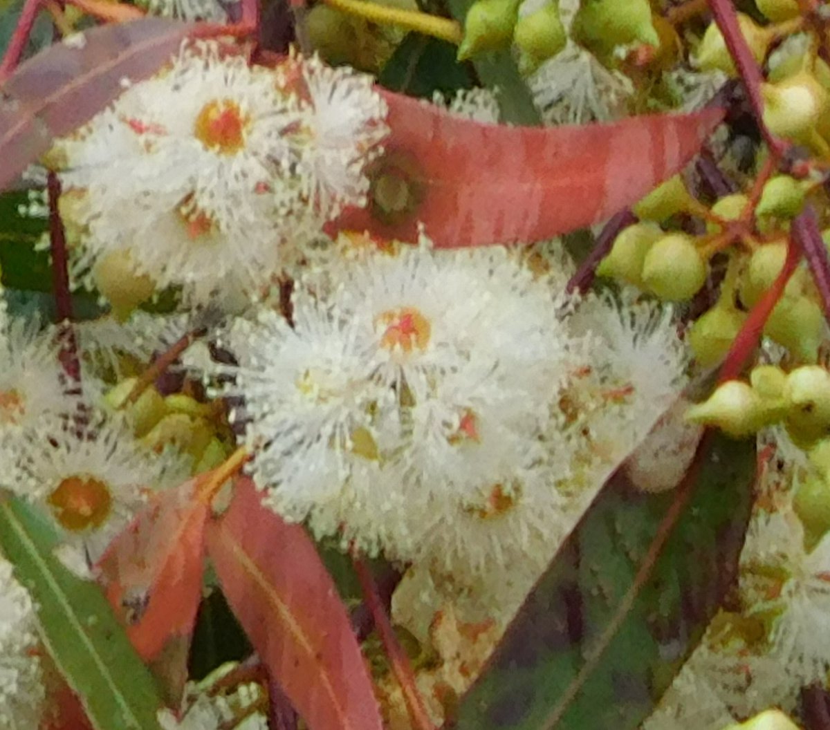 Rain drenched beauty for <a href="/maminkwink/">kay greenacre</a> 😘😘😘