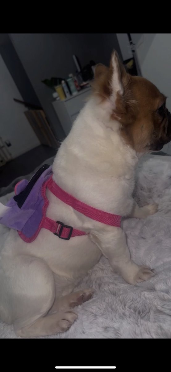 Lauruh21's tweet photo. Emma The fluffy fox 🦊 #fluffyfrenchie https://t.co/0K0gXnFLqE