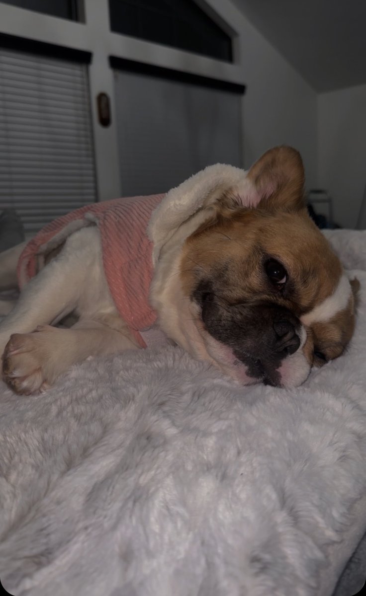 Lauruh21's tweet photo. Emma The fluffy fox 🦊 #fluffyfrenchie https://t.co/0K0gXnFLqE