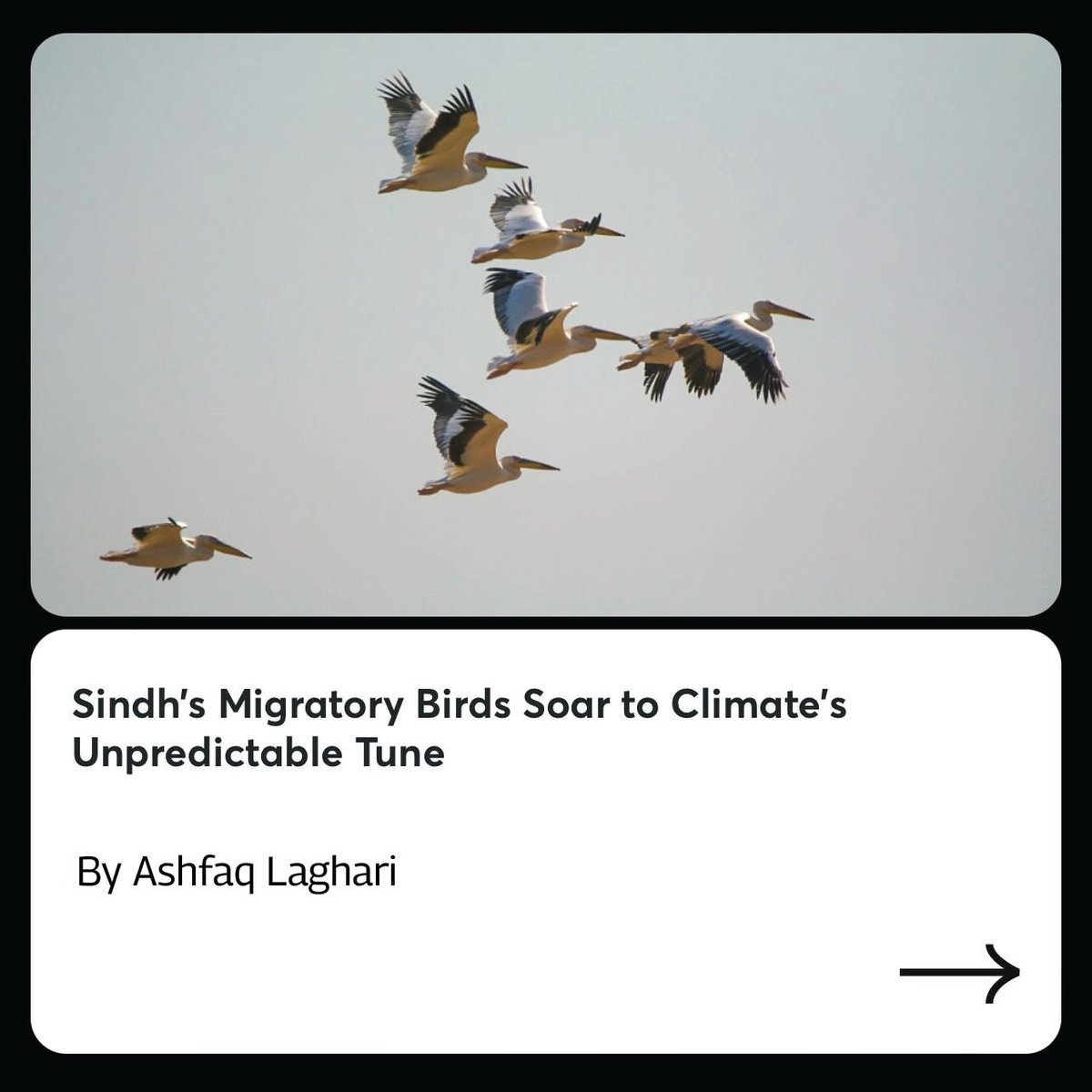lok_sujag's tweet photo. Arrival of flocks of migratory birds to Sindh is decreasing due to climate change. 

Read the complete article to discover all the reasons behind the decreasing number of migratory birds in the Sindh.

Link: https://t.co/7hs0Nk6rxf

#Climate #Sindh #Birds #Migration #Nature #Environment
