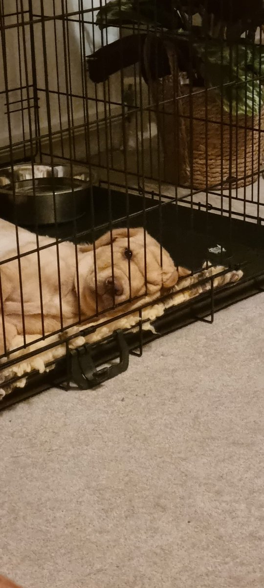 PDFranky's tweet image. TPD Obi's face summarises a busy Christmas and New Year period 🙈 
Wishing everyone a Happy and Healthy New Year 🎆 #2024NewYear #puppy #thatface #labrador