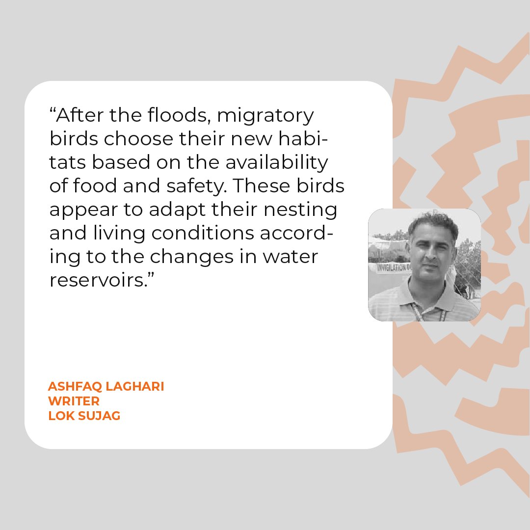 lok_sujag's tweet photo. Arrival of flocks of migratory birds to Sindh is decreasing due to climate change. 

Read the complete article to discover all the reasons behind the decreasing number of migratory birds in the Sindh.

Link: https://t.co/7hs0Nk6rxf

#Climate #Sindh #Birds #Migration #Nature #Environment