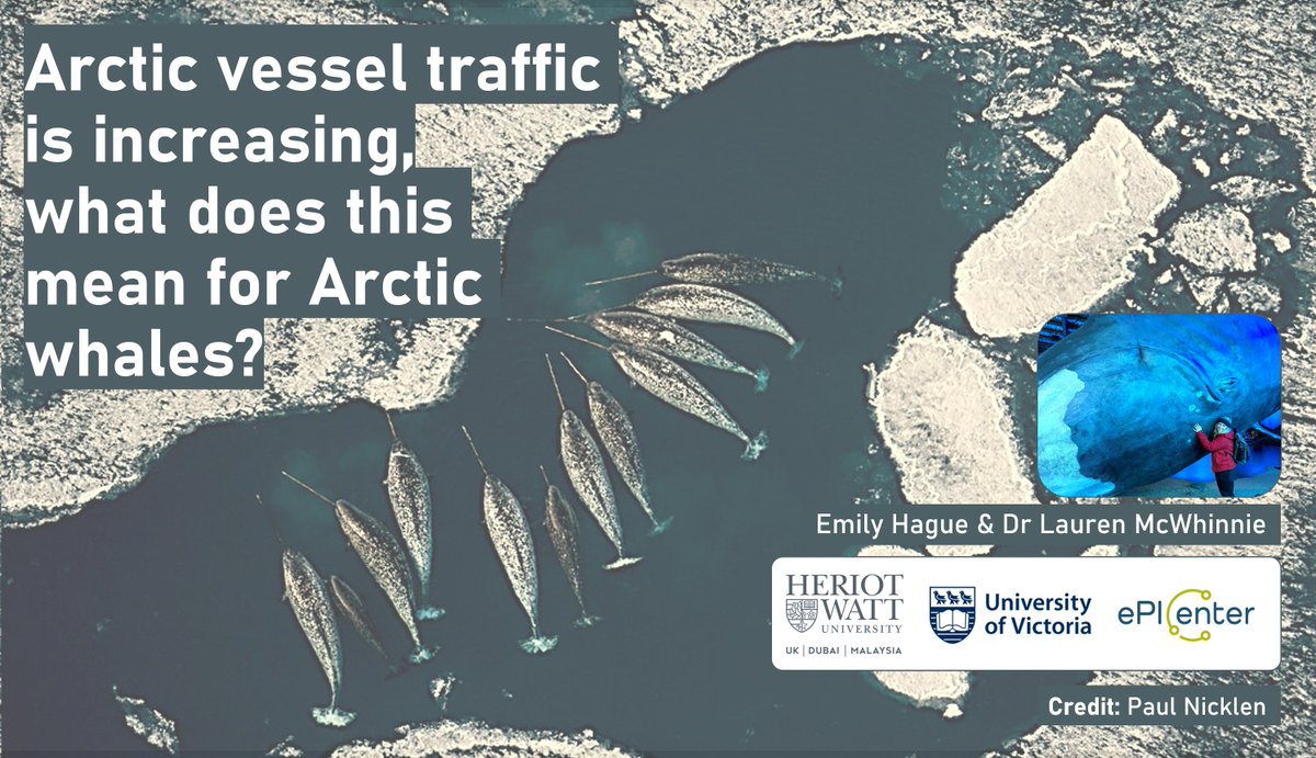 ⚓️Want to hear more about our review of current knowledge of vessel impacts to Arctic whales?🐳🚢❄️You have two chances coming up!: - the @UKIRSC_SMM conference, 10-12th Jan - the @ScotArcticNet webinar series, 17th Jan 12pm. Sign up FREE, link below: ticketsource.co.uk/scottish-arcti…