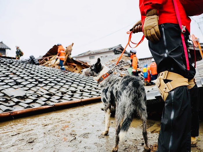 Utukemame's tweet photo. 災害救助犬のロジャーが埋まっていた生存者を発見したそう！
ありがとう！がんばれ！！ https://t.co/smoBhdtJ3D
