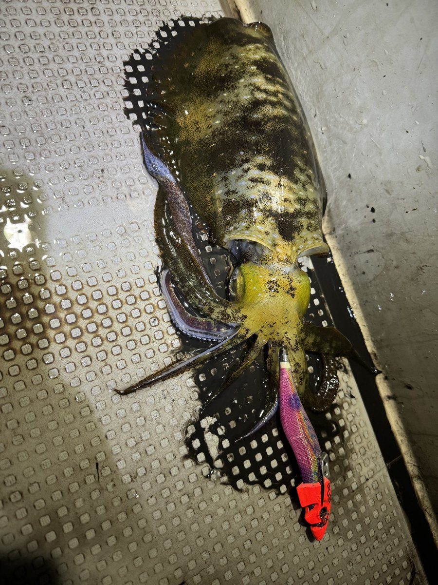 fishing02130's tweet photo. 初釣り 激渋
24時出港 
13時帰港 https://t.co/DpmWJXJMLr