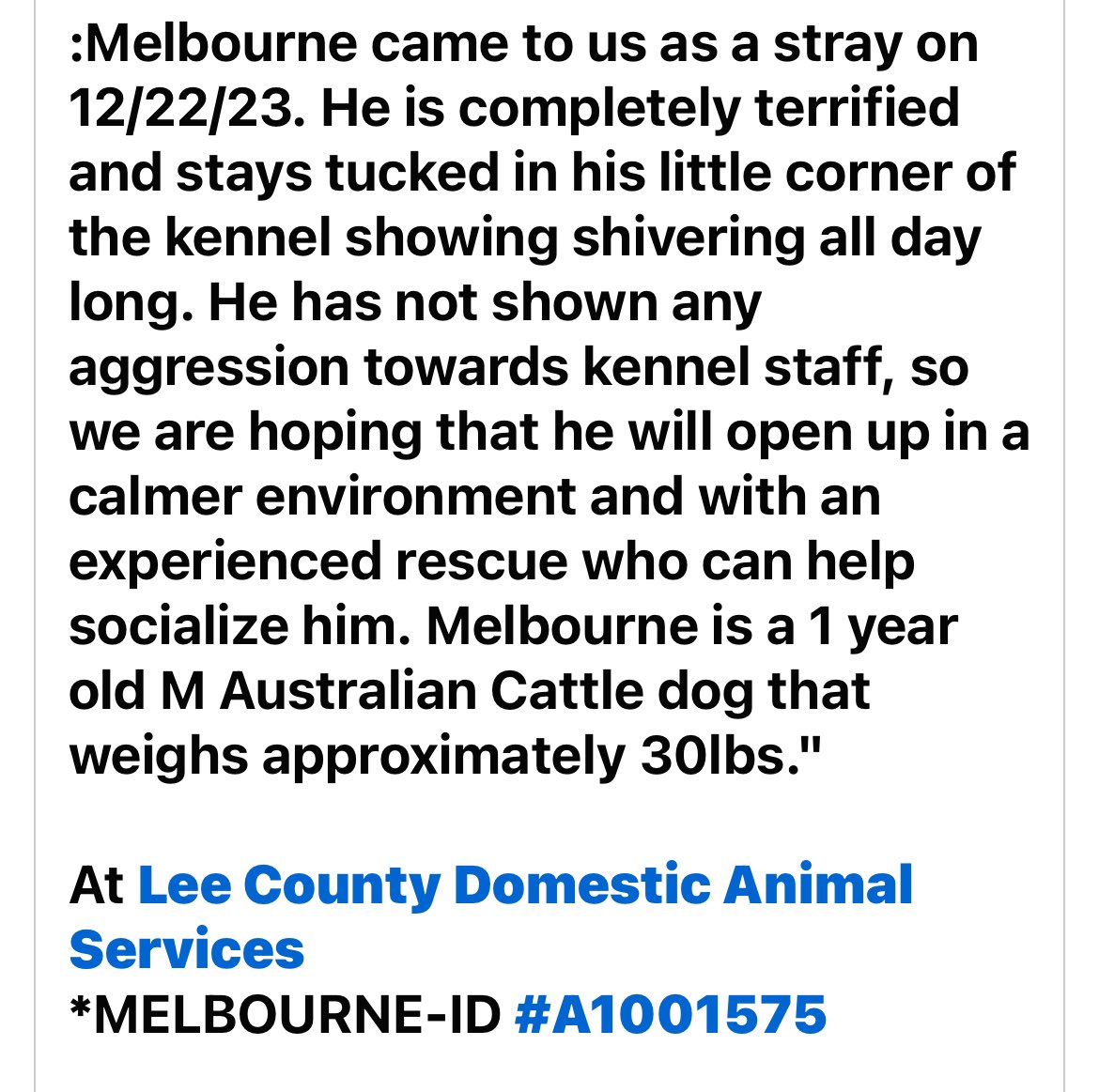 fisherwoman6234's tweet image. ❌🆘Melbourne ❌🆘
#LeeCountyFl  TBK 1/4 😞
Crime: trembling in kennel 
Beautiful young male💞one of favorite breeds .. so loyal
 Please FOSTER 🔥🔥DM
❌Pledge to attract ❌rescues ❌🙏 Dm for adoption 🙏 #DogsofTwitter
All  LCDAS dogs are “Rescue Only” not listed on website 😡