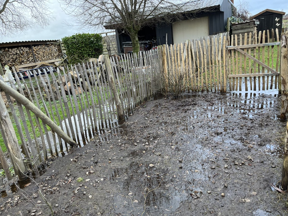 De kippen ontwikkelen inmiddels zwemvliezen..