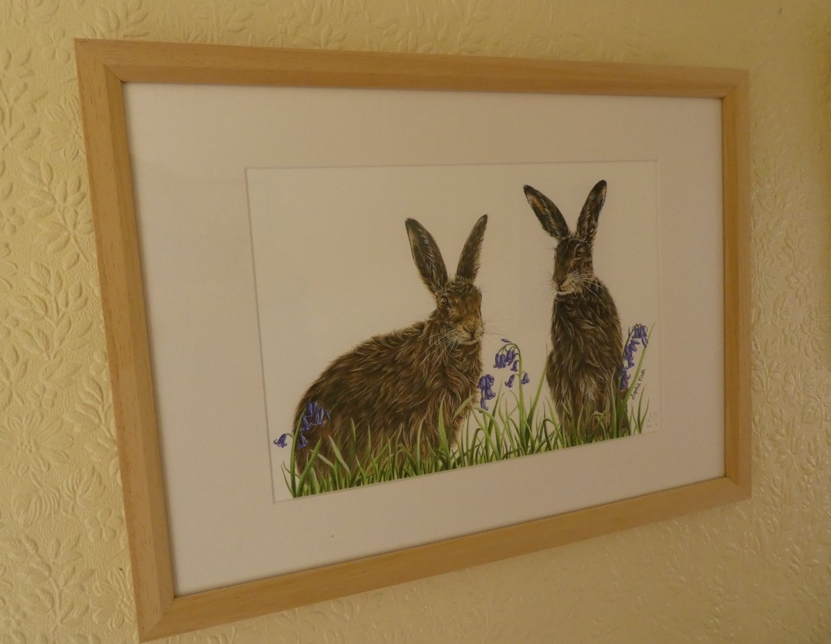 Newly framed and and hung, my splendid hare print by the brilliant young wildlife artist @drawwithsophie - highly recommended.