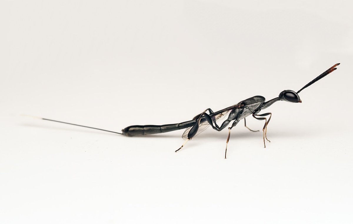 Bentomologist tweet media