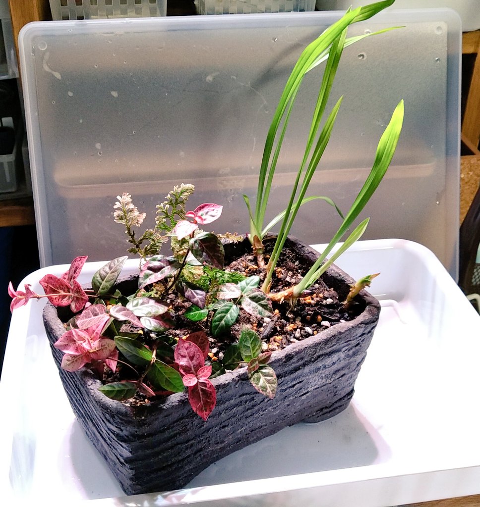 eishoudou's tweet photo. 吉祥草・初雪かずら・イヌカタヒバの寄せ植え鉢を作りました💡
ちょっと正月感あるかな😗 https://t.co/lnju3Lv2ZI