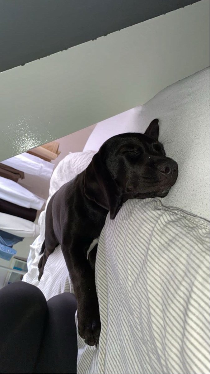Gezocht: lieve nieuwe baasjes voor een labrador van anderhalf jaar oud. Hij is dus inmiddels wat groter dan op de foto. Huidige baasjes kunnen er niet meer voor zorgen. Interesse? DM mij!