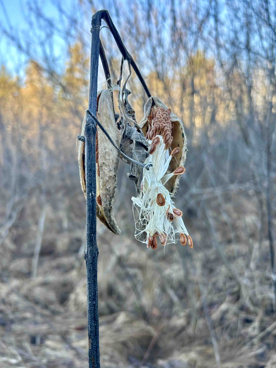DAAlexanderCo's tweet image. Milkweed pod in the winter ❄️🐛

#daalexander #milkweed #monarch #newyear #nature #seeds #winterphoto  #bluebird #livonia #landscaper #northville #landscapedesigner #novi #plymouth #January #southlyon #getoutside #loveyourlandscape