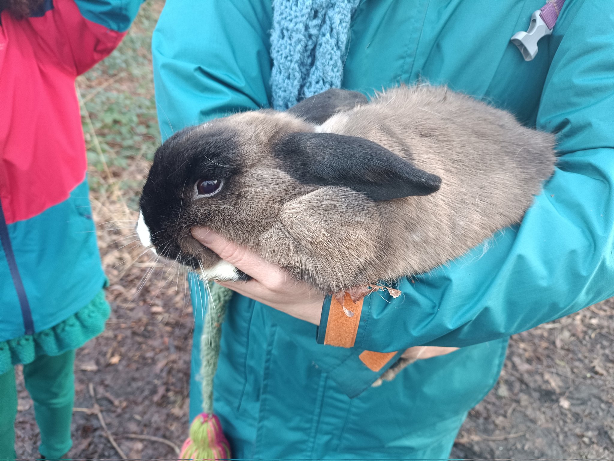 Unusual rabbits deals