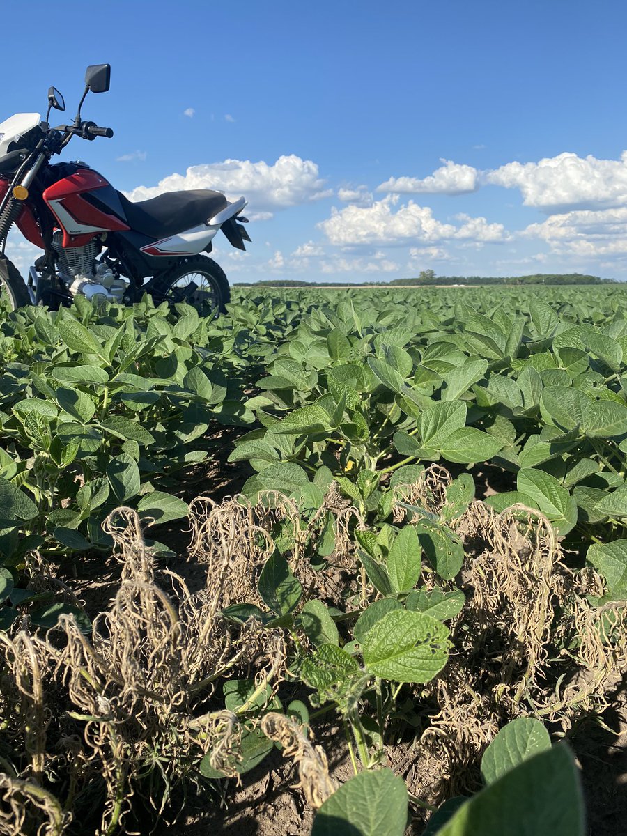 Martin Albornoz tweet media