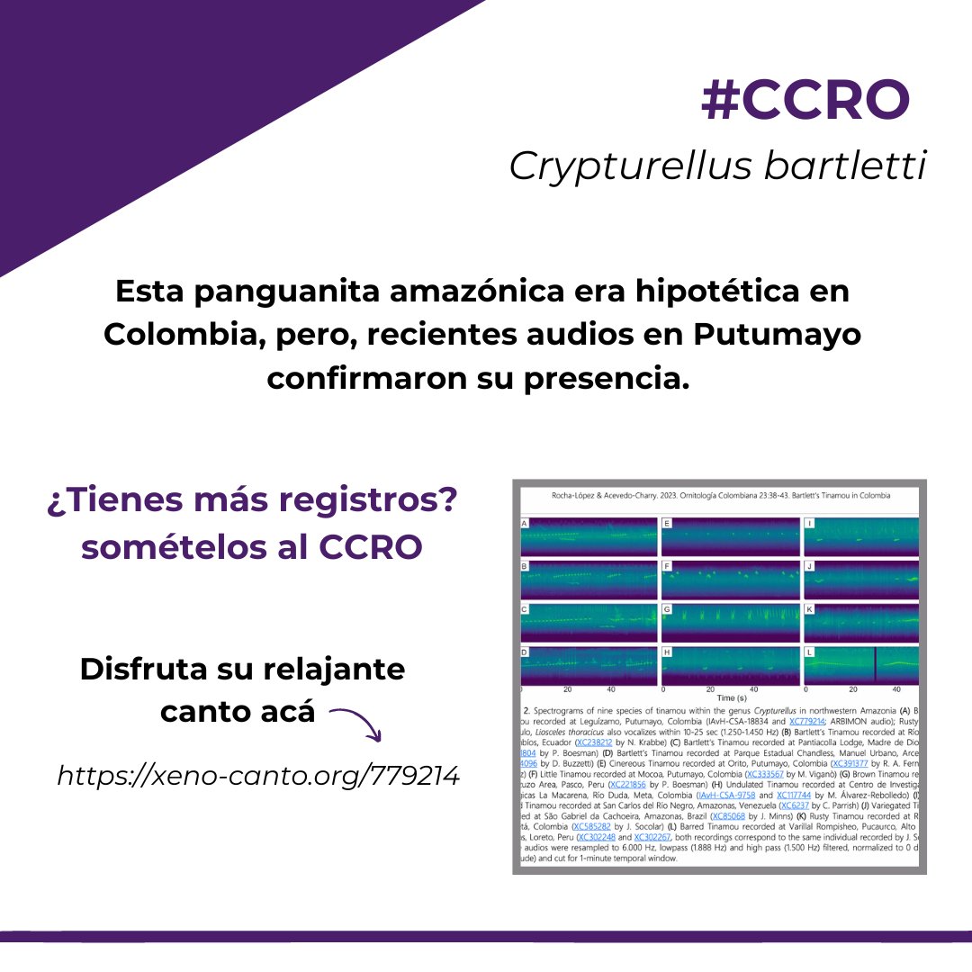 OrnitologiaCol's tweet photo. #CCRO Crypturellus bartletti - Esta panguanita amazónica era hipotética en Colombia, pero, recientes audios en Putumayo confirmaron su presencia. ¿Tienes más registros?, somételos al CCRO. Disfruta su relajante canto acá https://t.co/t9J8nP6U0X https://t.co/JiLqETT06g
