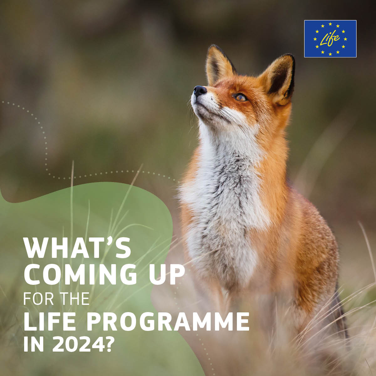 What’s coming up for the #LIFEProgramme in 2024?

🆕LIFE Strategic Integrated Projects & Strategic Nature Projects
🏆#LIFEAwards24
✅Results of the #EULife23 calls for proposals
🔋#EUSEW2024
⏳#EULife24 calls for proposals

👉europa.eu/!myTjn8
