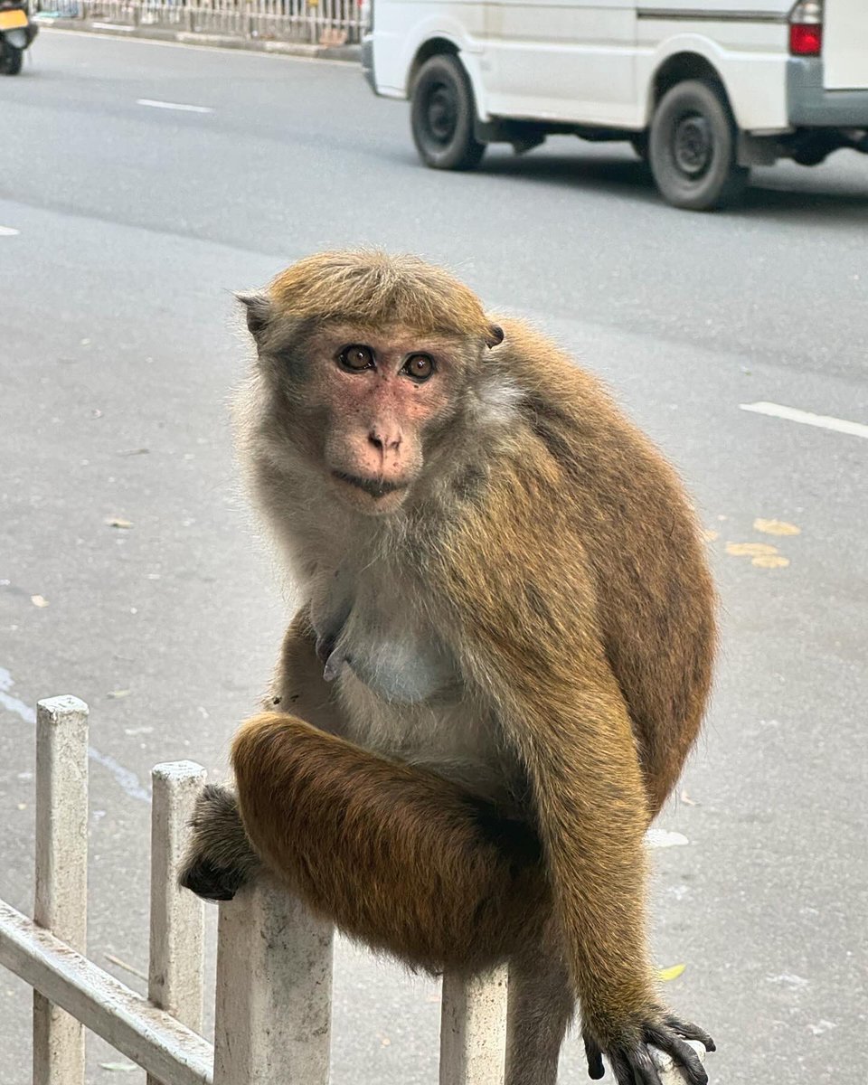 Obsessed with the local monkeys bowl cuts