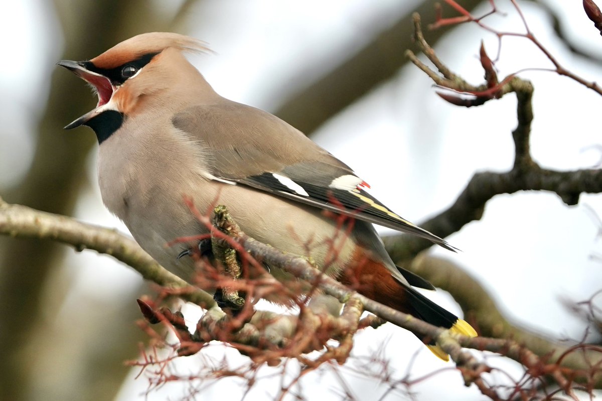 Great to see a pair of Waxwings just 20 feet from my front door if only for a few minutes. #Stafford <a href="/Staffsbirdnews/">Staffs Bird News</a> <a href="/WestMidBirdClub/">West Midland Bird Club</a>
