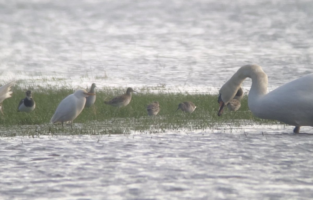 Absolute scenes CWP birding this morning! 8 Ruff, Cattle Egret & 3 Dunlin found on floods opposite Riverside Car Park, Lechlade by Ken Cypher. Then the Little Gull makes an appearance! #CWPbirds #Wiltsbirds