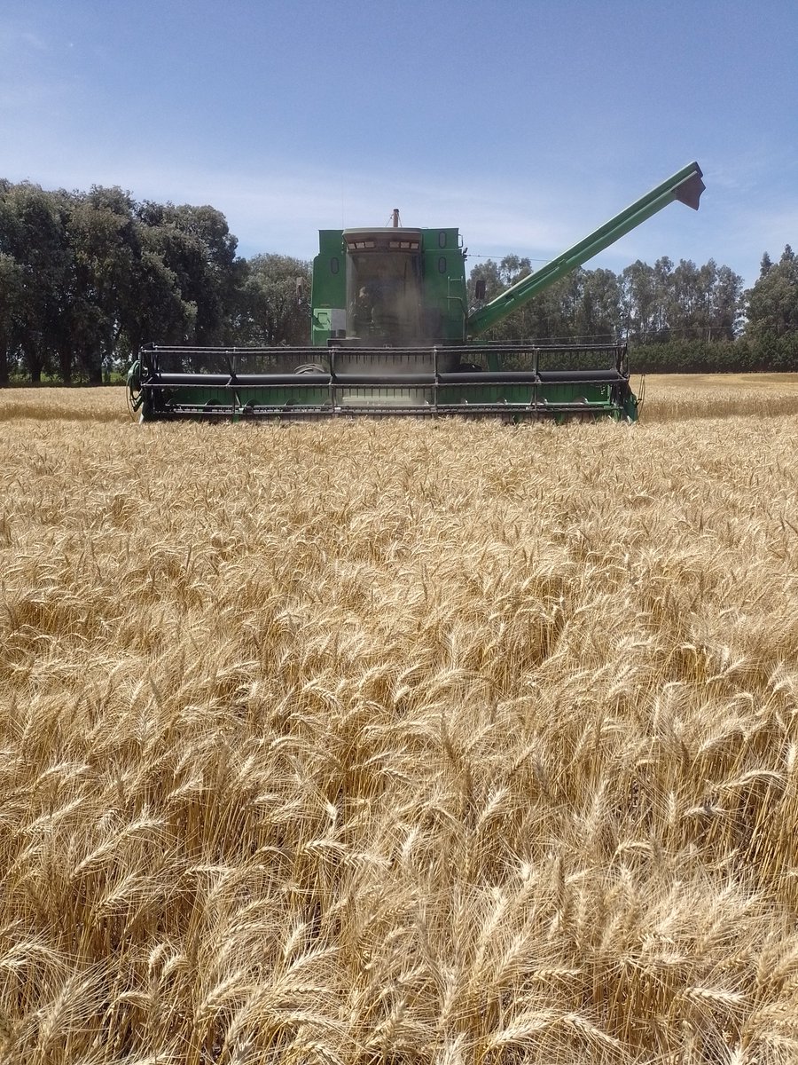 Martinpacheco13's tweet photo. Ayer estuvimos cosechando un lote de ensayo de Powerfoil en trigo junto a  @AyerdiLeo de la Cooperativa de Necochea en Loberia #bionutricion #bioestilumantes #biosoluciones @ALZ_Agro https://t.co/J5Hx6MTzko