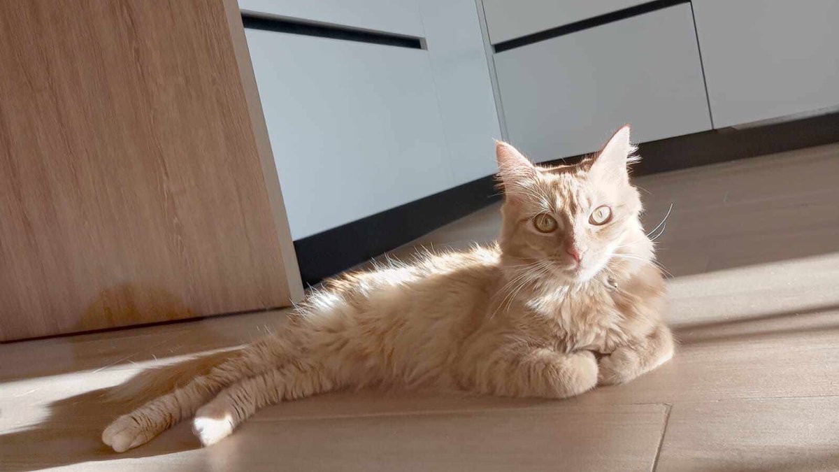 Tomares. Zona centro (Tomàs Ibarra/iglesia)

Perdido Garfield, gato naranja de pelo largo. Tiene chip y collar lila.
¿Alguien lo ha visto o lo ha recogido? <a href="/EmergenciasT/">Emergencias Tomares</a> <a href="/Tomares_es/">Ayuntamiento de Tomares</a> <a href="/PCTomares/">Protección Civil Tomares</a>