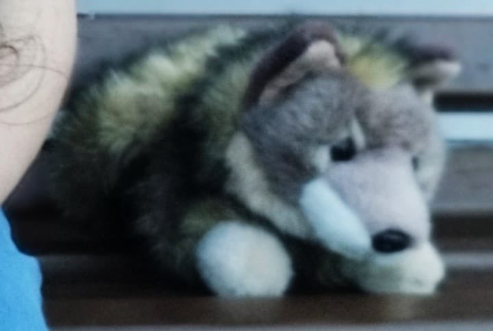 BMarquebielle's tweet photo. SOS team musée 📣 

Ma fille a perdu son petit loup en peluche de marque PetjesWorld, acheté @museumtoulouse (plus en stock)

Vous sauriez où trouver le même ? RT please

@Le_Museum @CorentinFrey @MuseeAquitaine @zoobeauval @nicolasgaliana @MSR_Tlse @MPrehistoire @MuseedeTautavel https://t.co/yFNKNn6z1u