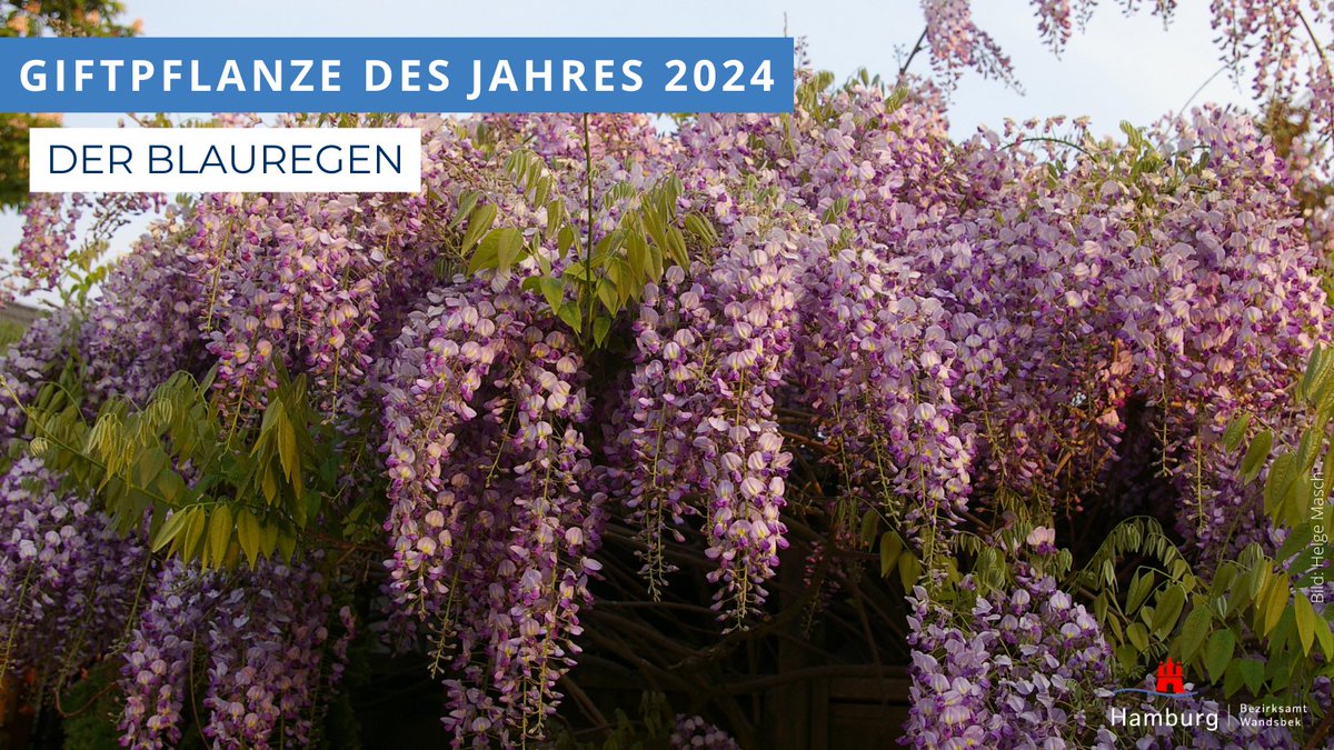 🌿 Die #Giftpflanze des Jahres 2024 steht fest: der #Blauregen! Die Aktion des Botanischen <a href="/Sondergarten/">Bot. Sondergarten</a> soll eine aktive Auseinandersetzung mit dem Themenbereich der Giftpflanzen zur Folge haben.

ℹ️ Weitere Infos zum Blauregen gibt's hier: t1p.de/ychrg