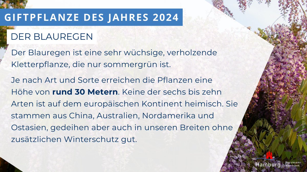 BAWandsbek's tweet photo. 🌿 Die #Giftpflanze des Jahres 2024 steht fest: der #Blauregen! Die Aktion des Botanischen @Sondergarten soll eine aktive Auseinandersetzung mit dem Themenbereich der Giftpflanzen zur Folge haben.

ℹ️ Weitere Infos zum Blauregen gibt's hier: https://t.co/07bLAZ1atR https://t.co/wMYurMOOhG