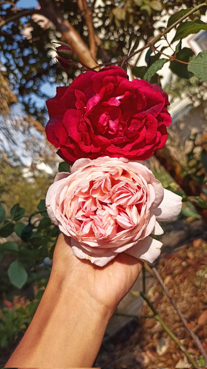 तिमी फूल्यौ कतै म फूलें कतै...
जहाँ फूलेपनि हाम्रो सुगन्ध मिल्दो रहेछ...