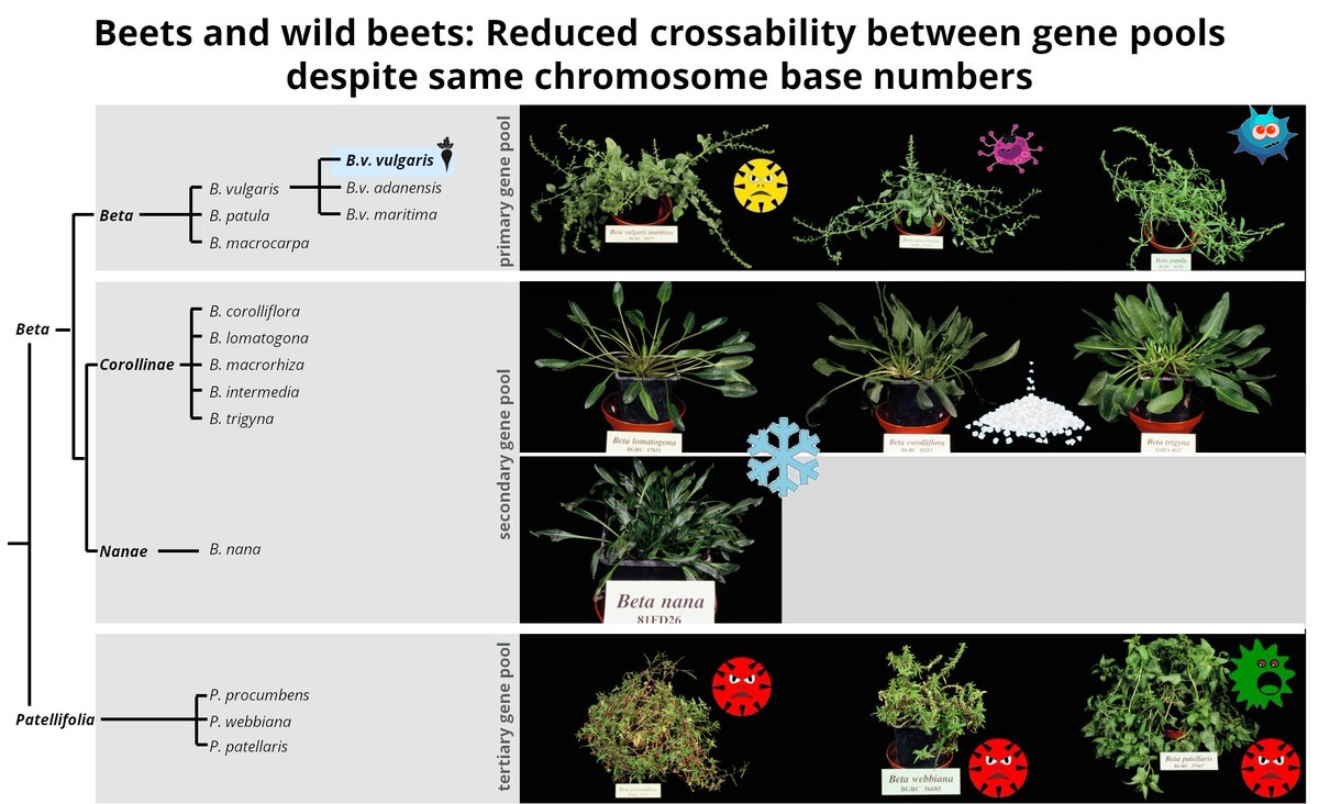 🌱All beets have the same base chromosome number. But despite the chromosomal stability, crossing between gene pools is difficult.  

🧬We find that repetitive DNAs evolved differently in the gene pools, marking speciation and crossing boundaries.

doi.org/10.1111/tpj.16…

1/14