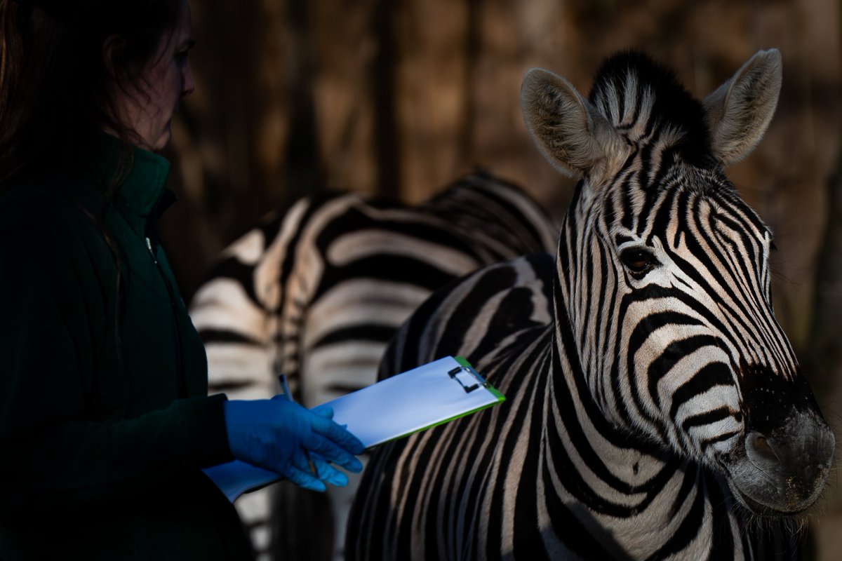 The annual stocktake at ZSL London Zoo in central London. Required as part of the zoo's licence, the annual stock take includes every animal, with all other British zoos required to do similar yearly counts.
