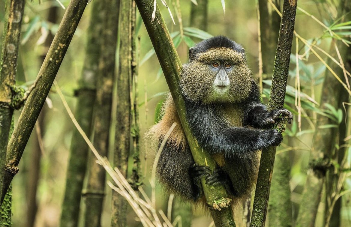 Beautiful Golden Monkey from Mgahinga Gorilla National Park
@BreathtakingUganda #WildUganda