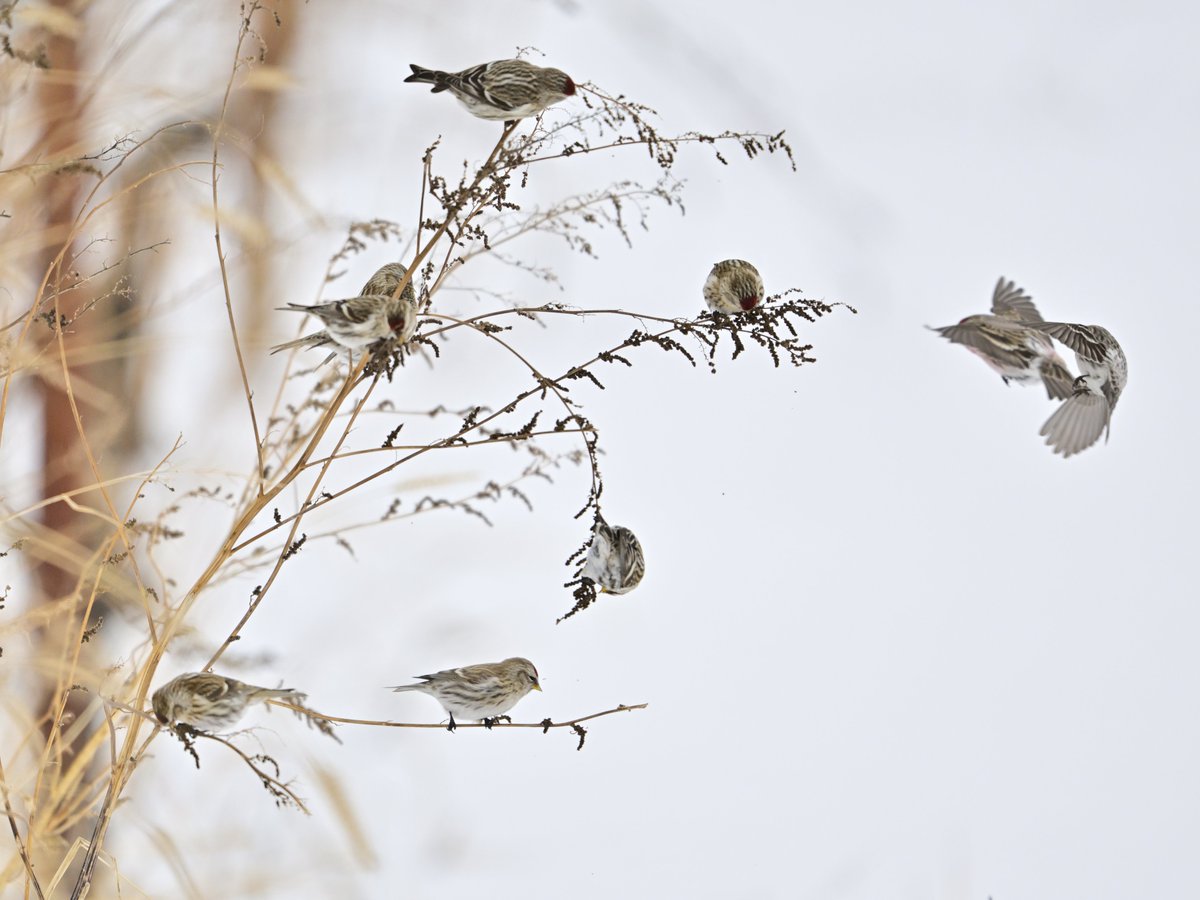 moiwayama_nepen's tweet photo. #Z9 #Nikon #ニコン #私とニコンで見た世界 #ベニヒワ #Common_redpoll #動物写真 #Z64 #Zロクヨン
NIKKOR Z 600mm f/4 TC VR S
ベニヒワです。頭の天辺が赤いのが���徴的です。 https://t.co/bpahWe5tbJ