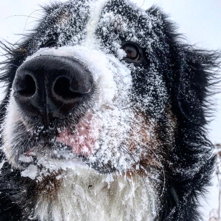 bunsenbernerbmd's tweet image. 📣 BREAKING NEWS 📣
DOGS ARE STILL GOOD