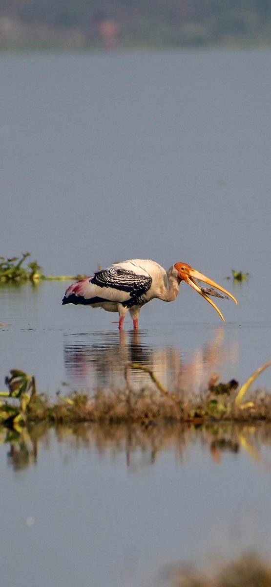 ShriMASH's tweet photo. @kirola_hemant @NikonIndia @WildlifeMag @NatGeoMag @NatGeoPhotos Some of them .. #nikonphotography #bestbird #IndiAves https://t.co/XX36gGD4et
