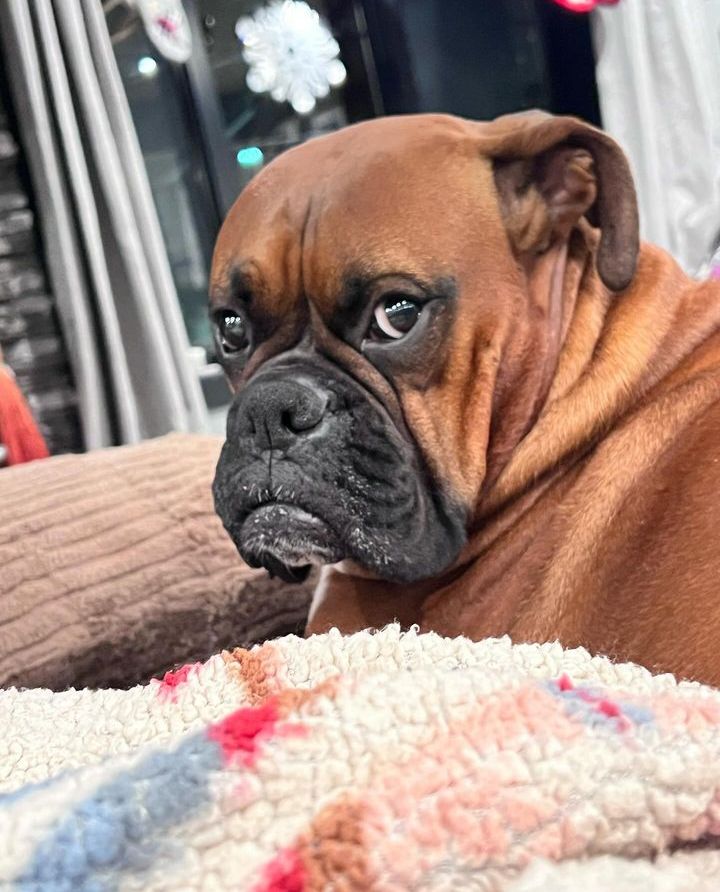 Boxer Lover tweet media