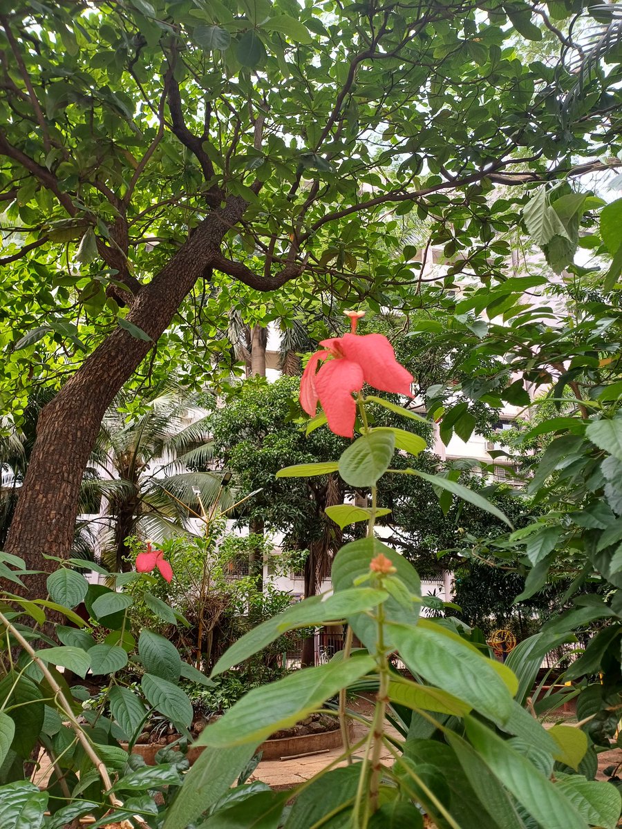 A flower falls, even though we love it; and a weed grows, even though we do not love it..

Our life should be understood in this way. Then there is no problem.

Shunryu Suzuki