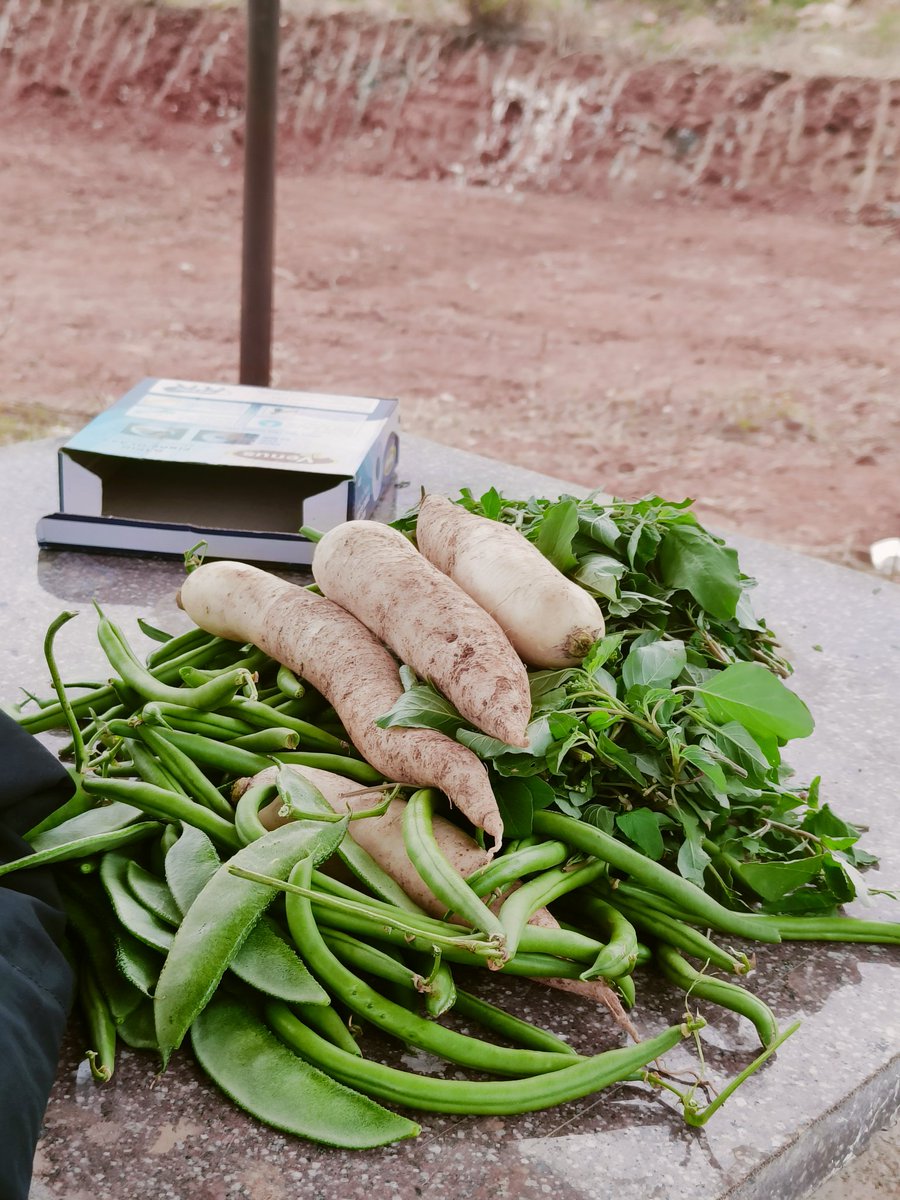 TTHCollective's tweet photo. Our neighbours share their fresh produce routinely with us.
I went for a small walk around the lake & by the time I was back, these were waiting for me.
Perks of living in a village maybe?
#WorkFromFarm https://t.co/saoxOGwCiW