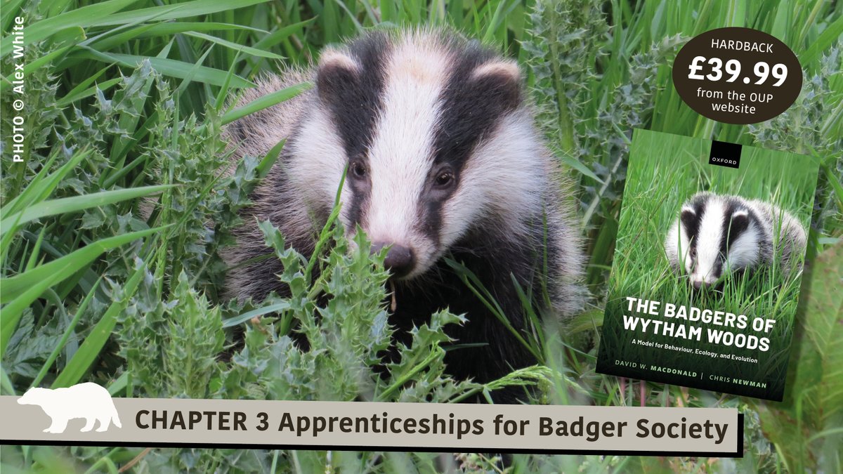WildCRU_Ox's tweet photo. Why, as they mature, do some badgers leave home whilst others do not? Should they stay, or should they go? Fascinating insight into this and other differences in individual cubs’ development are given in Chapter 3 of The #Badgers of #Wytham #Woods.
https://t.co/QhE5fgsyG3 https://t.co/cHaGf6f8pk