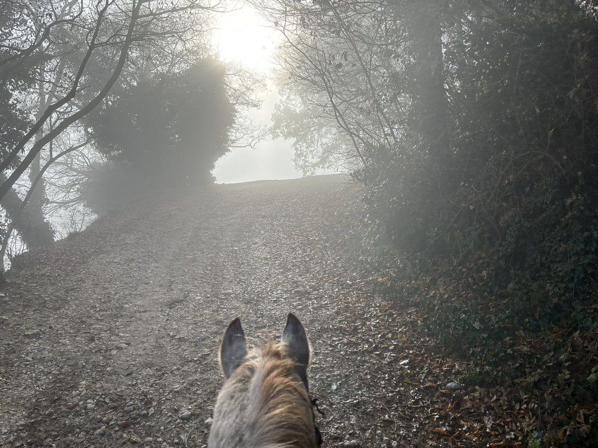 andreabeduschi's tweet photo. Oggi è l'inizio di un percorso nuovo, di un nuovo inizio con Basalovo trekking e la prima lezione con Carlo Franck

#horse #westerriding #westernlifestyle https://t.co/i3W5sDH4Ad